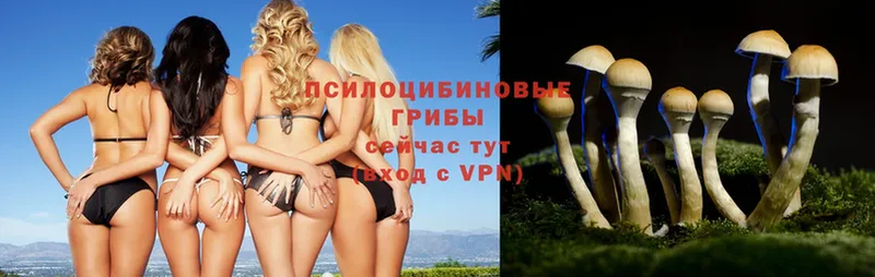 Псилоцибиновые грибы Psilocybe  omg онион  Тетюши 